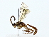  ( - BIOUG85451-E10)  @11 [ ] CreativeCommons - Attribution (2022) CBG Photography Group Centre for Biodiversity Genomics