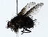  (Chrysoexorista Malaise9603 - BIOUG85451-F11)  @11 [ ] CreativeCommons - Attribution (2022) CBG Photography Group Centre for Biodiversity Genomics