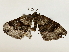  ( - BIOUG85451-H01)  @11 [ ] CreativeCommons - Attribution (2022) CBG Photography Group Centre for Biodiversity Genomics
