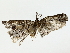  ( - BIOUG85451-H03)  @11 [ ] CreativeCommons - Attribution (2022) CBG Photography Group Centre for Biodiversity Genomics