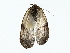 ( - BIOUG85451-H08)  @11 [ ] CreativeCommons - Attribution (2022) CBG Photography Group Centre for Biodiversity Genomics