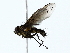  (Calolydella Malaise2741 - BIOUG85452-B09)  @11 [ ] CreativeCommons - Attribution (2022) CBG Photography Group Centre for Biodiversity Genomics