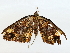  ( - BIOUG85452-D03)  @11 [ ] CreativeCommons - Attribution (2022) CBG Photography Group Centre for Biodiversity Genomics