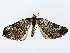  ( - BIOUG85452-D11)  @11 [ ] CreativeCommons - Attribution (2022) CBG Photography Group Centre for Biodiversity Genomics