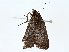  ( - BIOUG85452-E08)  @11 [ ] CreativeCommons - Attribution (2022) CBG Photography Group Centre for Biodiversity Genomics