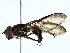  ( - BIOUG85453-B08)  @11 [ ] CreativeCommons - Attribution (2022) CBG Photography Group Centre for Biodiversity Genomics