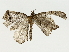  ( - BIOUG85453-F01)  @11 [ ] CreativeCommons - Attribution (2022) CBG Photography Group Centre for Biodiversity Genomics