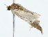  ( - BIOUG85453-F12)  @11 [ ] CreativeCommons - Attribution (2022) CBG Photography Group Centre for Biodiversity Genomics