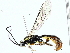  (Exochus Malaise7066 - BIOUG85454-A07)  @11 [ ] CreativeCommons - Attribution (2022) CBG Photography Group Centre for Biodiversity Genomics