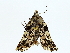  ( - BIOUG85454-F05)  @11 [ ] CreativeCommons - Attribution (2022) CBG Photography Group Centre for Biodiversity Genomics