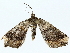  ( - BIOUG85454-F08)  @11 [ ] CreativeCommons - Attribution (2022) CBG Photography Group Centre for Biodiversity Genomics