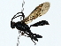  (ichneuMalaise01 Malaise8264 - BIOUG77731-E11)  @11 [ ] CreativeCommons - Attribution (2022) CBG Photography Group Centre for Biodiversity Genomics