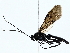  ( - BIOUG85455-B08)  @11 [ ] CreativeCommons - Attribution (2022) CBG Photography Group Centre for Biodiversity Genomics