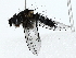  ( - BIOUG85455-F06)  @11 [ ] CreativeCommons - Attribution (2022) CBG Photography Group Centre for Biodiversity Genomics