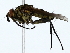  ( - BIOUG85455-F10)  @11 [ ] CreativeCommons - Attribution (2022) CBG Photography Group Centre for Biodiversity Genomics