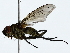  ( - BIOUG85455-G12)  @11 [ ] CreativeCommons - Attribution (2022) CBG Photography Group Centre for Biodiversity Genomics