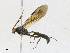  (Setanta Malaise7774 - CBG-A16706-B03)  @11 [ ] CreativeCommons - Attribution Share - Alike (2023) CBG Photography Group Centre for Biodiversity Genomics
