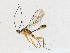  (Megastylus Malaise0695 - CBG-A16706-D03)  @11 [ ] CreativeCommons - Attribution Share - Alike (2023) CBG Photography Group Centre for Biodiversity Genomics