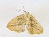  ( - CBG-A16706-G06)  @11 [ ] CreativeCommons - Attribution Share - Alike (2023) CBG Photography Group Centre for Biodiversity Genomics