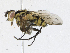  (Calolydella Malaise1246 - CBG-A16707-A05)  @11 [ ] CreativeCommons - Attribution Share - Alike (2023) CBG Photography Group Centre for Biodiversity Genomics