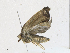  (Clepsis Malaise3617 - CBG-A16707-B02)  @11 [ ] CreativeCommons - Attribution Share - Alike (2023) CBG Photography Group Centre for Biodiversity Genomics