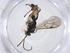  (Orthocentrus Malaise2536 - CBG-A20586-F10)  @11 [ ] CreativeCommons - Attribution Share - Alike (2023) Centre for Biodiversity Genomics Centre for Biodiversity Genomics