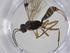  (crypMalaise01 Malaise1327 - CBG-A20612-C08)  @11 [ ] CreativeCommons - Attribution Share - Alike (2023) Centre for Biodiversity Genomics Centre for Biodiversity Genomics