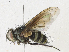  (Chrysoexorista Malaise2386 - CBG-A21657-B11)  @11 [ ] CreativeCommons - Attribution Share - Alike (2023) CBG Photography Group Centre for Biodiversity Genomics