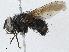  (Ptilodexia Malaise6595 - BIOUG58686-A09)  @11 [ ] CreativeCommons - Attribution (2023) CBG Photography Group Centre for Biodiversity Genomics