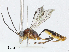  (tersiMalaise01 Malaise3652 - BIOUG58686-G06)  @11 [ ] CreativeCommons - Attribution (2023) CBG Photography Group Centre for Biodiversity Genomics