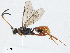  (crypMalaise01 Malaise6179 - BIOUG91392-D07)  @11 [ ] CreativeCommons - Attribution (2023) CBG Photography Group Centre for Biodiversity Genomics