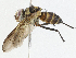  (Zelia Malaise6615 - CBG-A04578-E01)  @11 [ ] CreativeCommons - Attribution (2023) CBG Photography Group Centre for Biodiversity Genomics