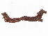  ( - CBG-A13281-H06)  @11 [ ] CreativeCommons - Attribution Share - Alike (2023) CBG Photography Group Centre for Biodiversity Genomics