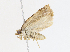  ( - CBG-A13314-C02)  @11 [ ] CreativeCommons - Attribution Share - Alike (2023) CBG Photography Group Centre for Biodiversity Genomics