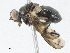 ( - CBG-A04564-G09)  @11 [ ] CreativeCommons - Attribution (2023) CBG Photography Group Centre for Biodiversity Genomics