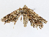  ( - CBG-A04566-D03)  @11 [ ] CreativeCommons - Attribution (2023) CBG Photography Group Centre for Biodiversity Genomics