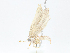  ( - CBG-A04580-G09)  @11 [ ] CreativeCommons - Attribution (2023) CBG Photography Group Centre for Biodiversity Genomics