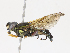  ( - CBG-A13228-D06)  @11 [ ] CreativeCommons - Attribution Share - Alike (2023) CBG Photography Group Centre for Biodiversity Genomics