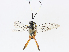  ( - CBG-A13240-E11)  @11 [ ] CreativeCommons - Attribution Share - Alike (2023) CBG Photography Group Centre for Biodiversity Genomics