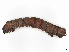  ( - CBG-A13240-H11)  @11 [ ] CreativeCommons - Attribution Share - Alike (2023) CBG Photography Group Centre for Biodiversity Genomics