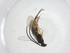  (Promicrogaster fabiancastroi - CBG-A13406-B09)  @11 [ ] CreativeCommons - Attribution Share - Alike (2023) Centre for Biodiversity Genomics Centre for Biodiversity Genomics