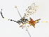  ( - CBG-A14981-F11)  @11 [ ] CreativeCommons - Attribution Share-Alike (2023) CBG Photography Group Centre for Biodiversity Genomics
