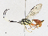  ( - CBG-A17544-F03)  @11 [ ] CreativeCommons - Attribution Share-Alike (2023) CBG Photography Group Centre for Biodiversity Genomics