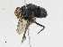  (Scotiptera Malaise4446 - CBG-A17546-F02)  @11 [ ] CreativeCommons - Attribution Share-Alike (2023) CBG Photography Group Centre for Biodiversity Genomics