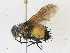  (Ptilodexia Malaise2130 - CBG-A18342-D10)  @11 [ ] CreativeCommons - Attribution Share-Alike (2023) CBG Photography Group Centre for Biodiversity Genomics