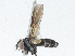  (Phyllophilopsis Malaise7894 - CBG-A04568-G11)  @11 [ ] CreativeCommons - Attribution (2023) CBG Photography Group Centre for Biodiversity Genomics