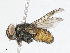  (Billaea Malaise5720 - CBG-A05364-D02)  @11 [ ] CreativeCommons - Attribution (2023) CBG Photography Group Centre for Biodiversity Genomics