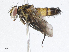  ( - CBG-A05364-D04)  @11 [ ] CreativeCommons - Attribution (2023) CBG Photography Group Centre for Biodiversity Genomics