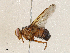  (Scotiptera Malaise4263 - CBG-A05365-E02)  @11 [ ] CreativeCommons - Attribution (2023) CBG Photography Group Centre for Biodiversity Genomics
