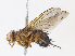  ( - CBG-A13229-D09)  @11 [ ] CreativeCommons - Attribution Share - Alike (2023) CBG Photography Group Centre for Biodiversity Genomics